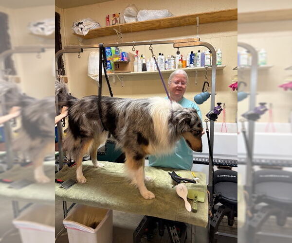 Medium Photo #3 Collie Puppy For Sale in Pueblo West, CO, USA