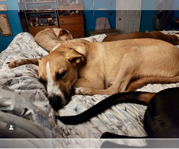 Medium Photo #6 Mutt Puppy For Sale in Bellevue, WA, USA