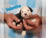 Small Photo #1 Sheepadoodle Puppy For Sale in EASLEY, SC, USA