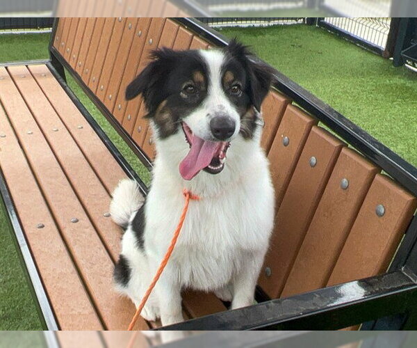 Medium Photo #1 Australian Shepherd-Unknown Mix Puppy For Sale in Orange, CA, USA