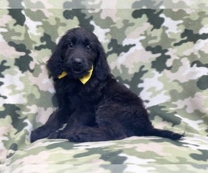 Goldendoodle Puppy for sale in LAKELAND, FL, USA