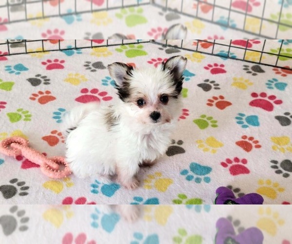 Medium Photo #4 Papitese Puppy For Sale in ORO VALLEY, AZ, USA