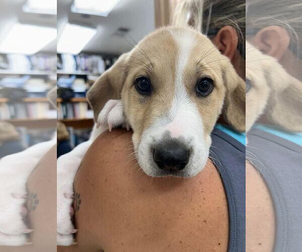 Medium Photo #3 Labrenees Puppy For Sale in Wetumpka, AL, USA
