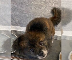 Pomeranian-Unknown Mix Dogs for adoption in San Leon, TX, USA
