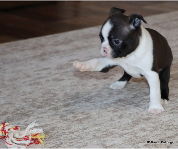 Medium Photo #4 Boston Terrier Puppy For Sale in WINNSBORO, TX, USA