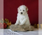 Small #4 Goldendoodle (Miniature)