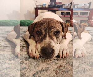 American Staffordshire Terrier-Boxer Mix Dogs for adoption in Myrtle Beach, SC, USA