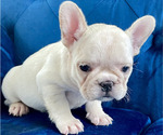 Small Photo #3 French Bulldog Puppy For Sale in SAN ANTONIO, TX, USA