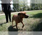 Small Photo #2 Mutt Puppy For Sale in Quitman, MS, USA