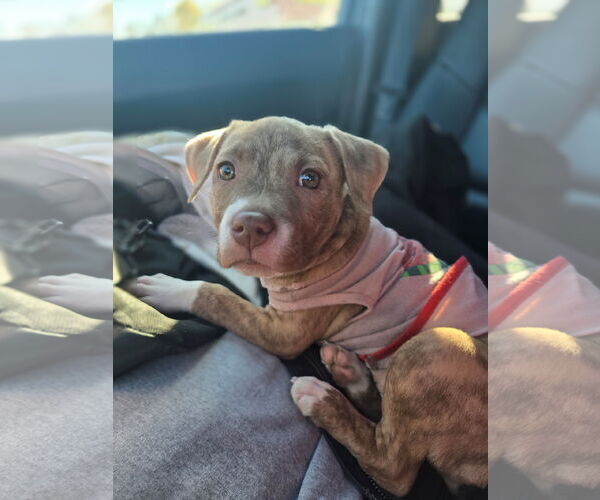 Medium Photo #1 American Pit Bull Terrier-Staffordshire Bull Terrier Mix Puppy For Sale in Frankenmuth, MI, USA