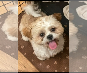 Father of the Shih Tzu puppies born on 06/22/2025