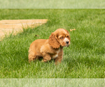 Small #3 Cocker Spaniel