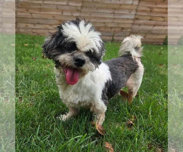 Medium Photo #2 Shih Tzu-Unknown Mix Puppy For Sale in New Oxford , PA, USA