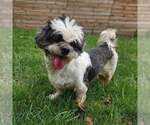 Small Photo #2 Shih Tzu-Unknown Mix Puppy For Sale in New Oxford , PA, USA