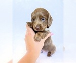 Small #2 Dachshund