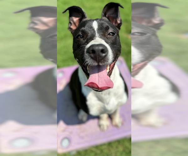 Medium Photo #8 Mutt Puppy For Sale in Evansville, IN, USA