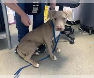 American Pit Bull Terrier Dogs for adoption in Bakersfield, CA, USA