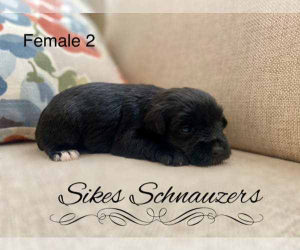 Medium Photo #1 Schnauzer (Miniature) Puppy For Sale in CHESTERFIELD, SC, USA