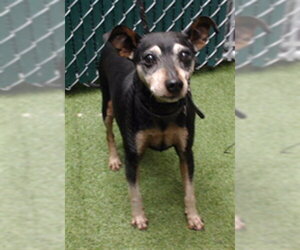 Chihuahua Dogs for adoption in Downey, CA, USA