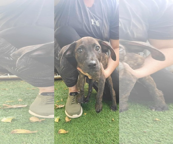 Medium Photo #1 Mutt Puppy For Sale in Pompano Beach , FL, USA