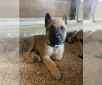 Small Photo #6 Belgian Malinois Puppy For Sale in BARTLESVILLE, OK, USA