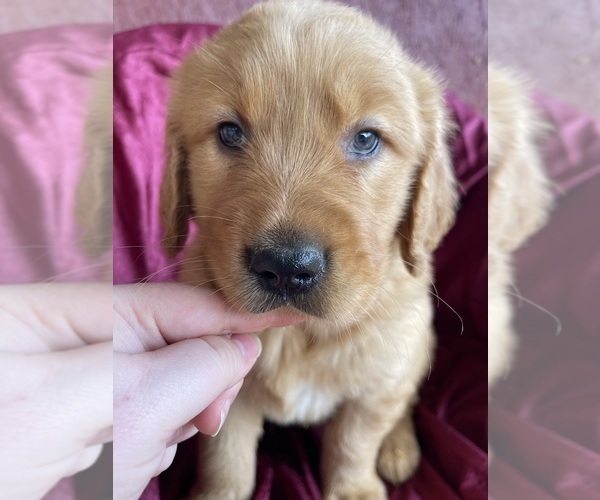 Medium Photo #13 Golden Retriever Puppy For Sale in WESTMINSTER, SC, USA