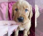 Small Photo #13 Golden Retriever Puppy For Sale in WESTMINSTER, SC, USA