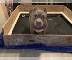 Small Photo #17 American Pit Bull Terrier Puppy For Sale in PALM BCH GDNS, FL, USA