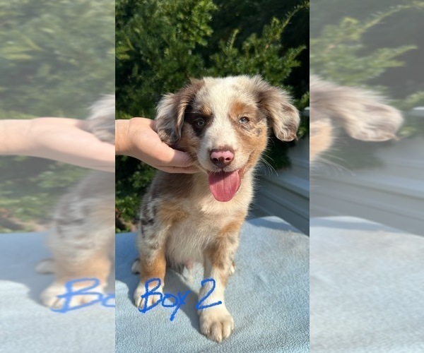 Medium Photo #15 Australian Shepherd Puppy For Sale in HYDEN, KY, USA
