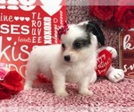 Small Photo #1 Pomsky-Poodle (Toy) Mix Puppy For Sale in CLAY, PA, USA