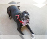 Small #2 Labrador Retriever Mix