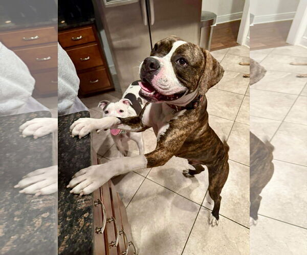 Medium Photo #4 Boxer-Unknown Mix Puppy For Sale in Dumont, NJ, USA