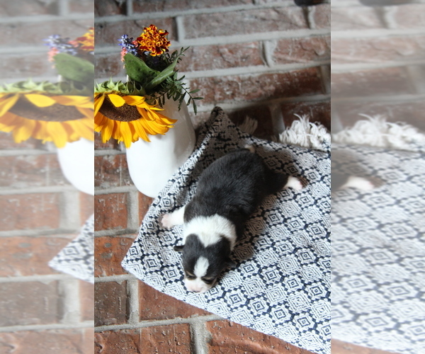Medium Photo #5 Pembroke Welsh Corgi Puppy For Sale in FAIR GROVE, MO, USA