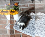 Small #4 Pembroke Welsh Corgi