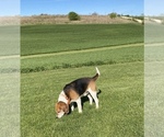 Small Photo #15 Beagle Puppy For Sale in NEW VIENNA, IA, USA