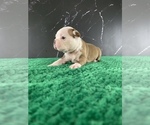 Small #7 Boston Terrier
