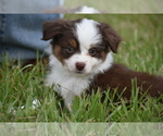 Small #2 Miniature Australian Shepherd