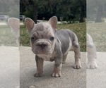 Puppy Puppy 1 French Bulldog