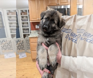 German Shepherd Dog Puppy for sale in ROCHESTER, MA, USA