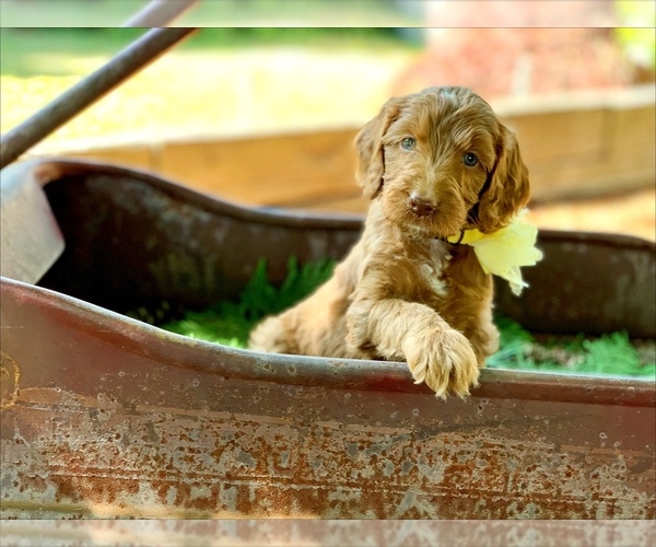 Medium Photo #1 Irish Doodle Puppy For Sale in BREMERTON, WA, USA