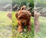 Small Photo #33 Double Doodle Puppy For Sale in LAGRANGE, GA, USA