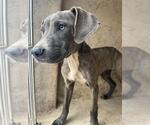Small Mutt