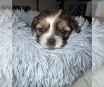 Small Photo #10 Shorkie Tzu Puppy For Sale in COLORADO SPRINGS, CO, USA