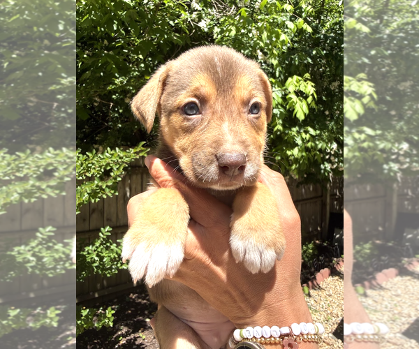 Medium Photo #3 Mutt Puppy For Sale in Rockville, MD, USA