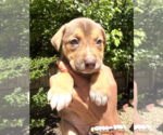 Small #2 Mutt