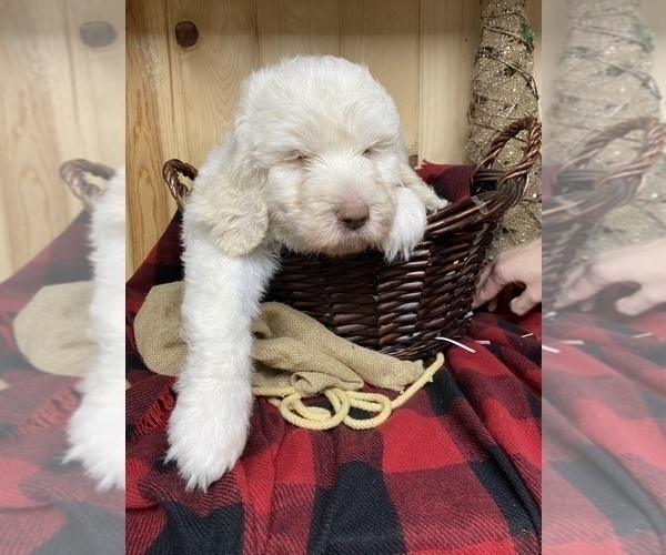 Medium Photo #9 Goldendoodle Puppy For Sale in BARDSTOWN, KY, USA