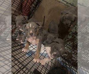 American Bully Puppy for sale in UPPER MARLBORO, MD, USA