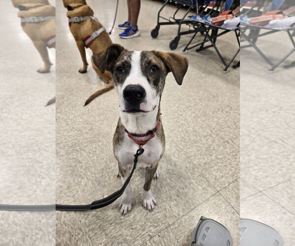 Medium Photo #6 Mutt Puppy For Sale in Minneapolis, MN, USA