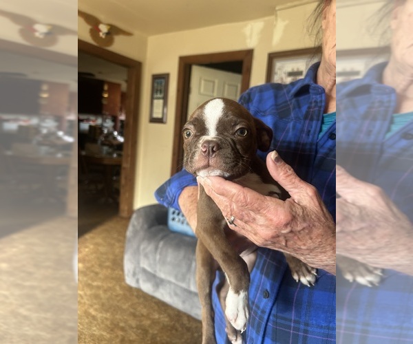 Medium Photo #1 Boston Terrier Puppy For Sale in ATWOOD, OK, USA
