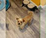 Small #18 Shih Tzu Mix